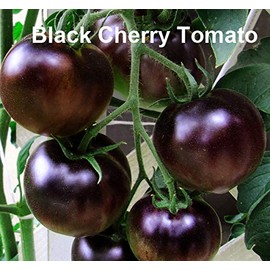 Mixed Seeds 30 Black Tomato Seeds, Mix of 9 Varieties, Heirloom Non-GMO, Black Prince, Cherokee Purple, Black Cherry, Lycopersicon esculentum, from USA