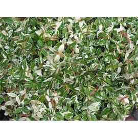 Jasmine Asiatic Variegated Plants | 15 Live 4 Inch Pots | Trachelospermum Asiaticum 'Variegata' | Fragrant Ground Cover | Evergreen Vine