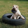Kong Juguete en Forma de Llanta para Perro, pequeño