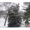 Southern Magnolia Grandiflora | 3 Live Trees | Beautiful Evergreen