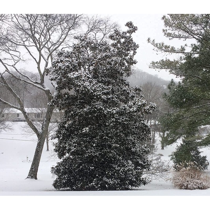 Southern Magnolia Grandiflora | 3 Live Trees | Beautiful Evergreen