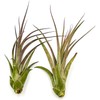 ragnaroc Live Air Plant – Tillandsia Capiput, Jumbo 6-9” -