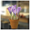 Small Crocuses in a Pot Flower Window Sticker - Static