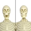 Super Articulated 8 Inch Skeleton Action Figure