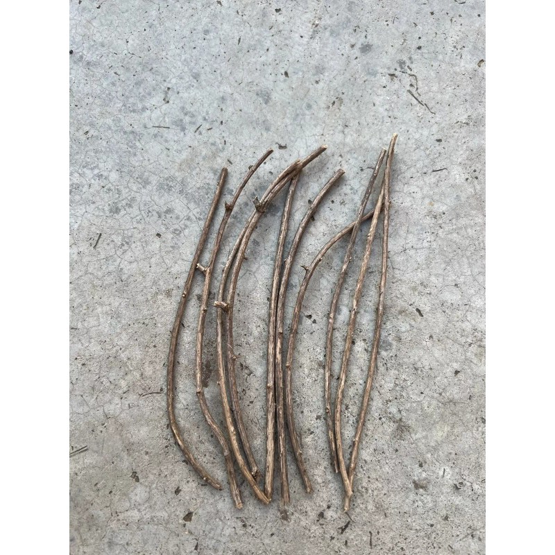 Goji 10 Goji Berry Fresh Cutting 6” Each Stick Ready