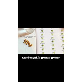 Mai's Family Vietnam Babe Short Bitter Melon Seeds F1 RD09, Khổ qua lùn. Non-GMO Heirloom - 5 Seeds
