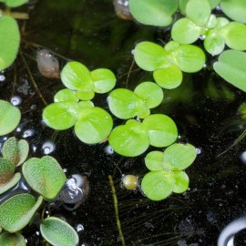 100+ Pieces Of Giant Duckweed + Free Self Leveling Floating Plant Corral!