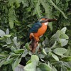 Vivid Arts Plant Pals - Kingfisher Plant Pal (PLP-104)