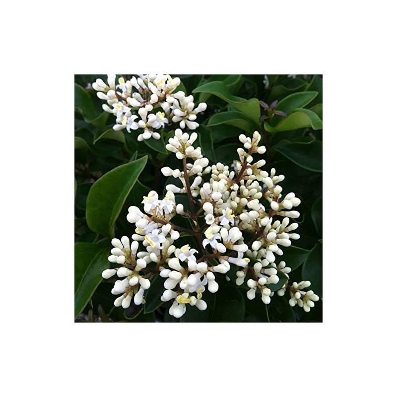 2.5 Qt - Waxy Curly Leaf Ligustrum Recurvifolia - Fast