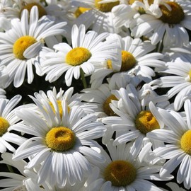 Shasta Daisy Flower Seeds - Alaska Variety - 1 Oz Seed Pouch - White Blooms, Yellow Centers - Perennial Daisies - Flower Gardening