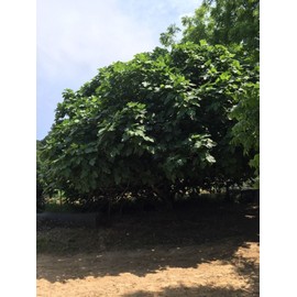 Brown Turkey Fig Tree - 5 Cuttings. Cold Hardy Zone 8-11 Guaranteed To Root!