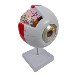 Perfeclan Human Eye Model Eyeball Model Teaching Aid Easy to Assemble with Stand Desk Figure 4D Disassembled for Exhibition