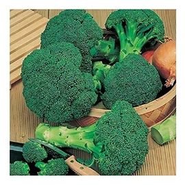 Premier Seeds Direct PREMIER SEEDS DIRECT - Broccoli - Calabrese - Green Sprouting - 1000 Seeds