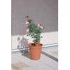 Appleware Pot, Planter, Plastic Pot, Rosé Pot, Type 300, Brown,