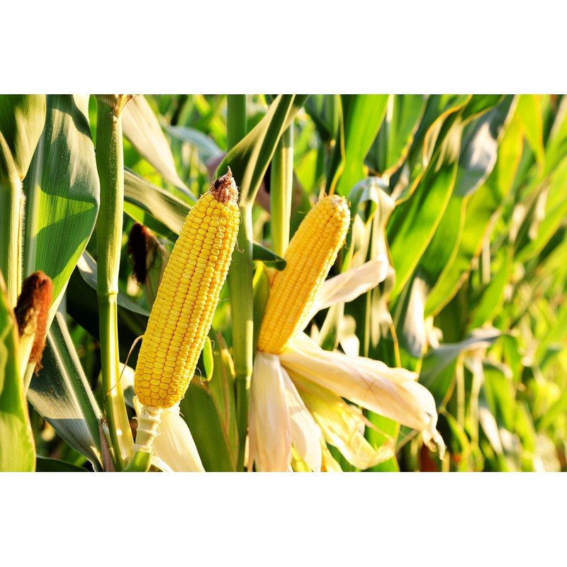 Food to Live Organic Yellow Whole Corn, 1.5 Pounds -