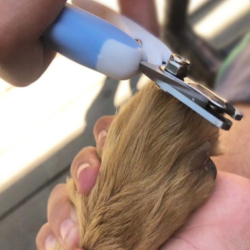 Perrísimo Corta Uñas Y Lima Para Uñas Para Perros Y