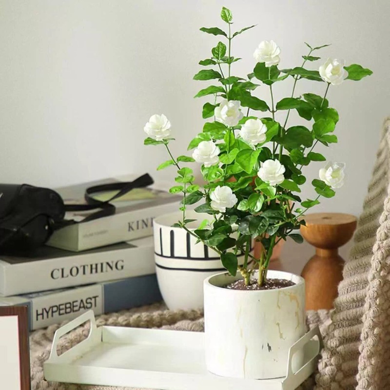 VISTATU 100+ Climbing Jasmine Flower Seeds Fragrant Plant for Planting