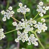 Caraway Herb Seeds, 100 Heirloom Seeds Per Packet, Non GMO