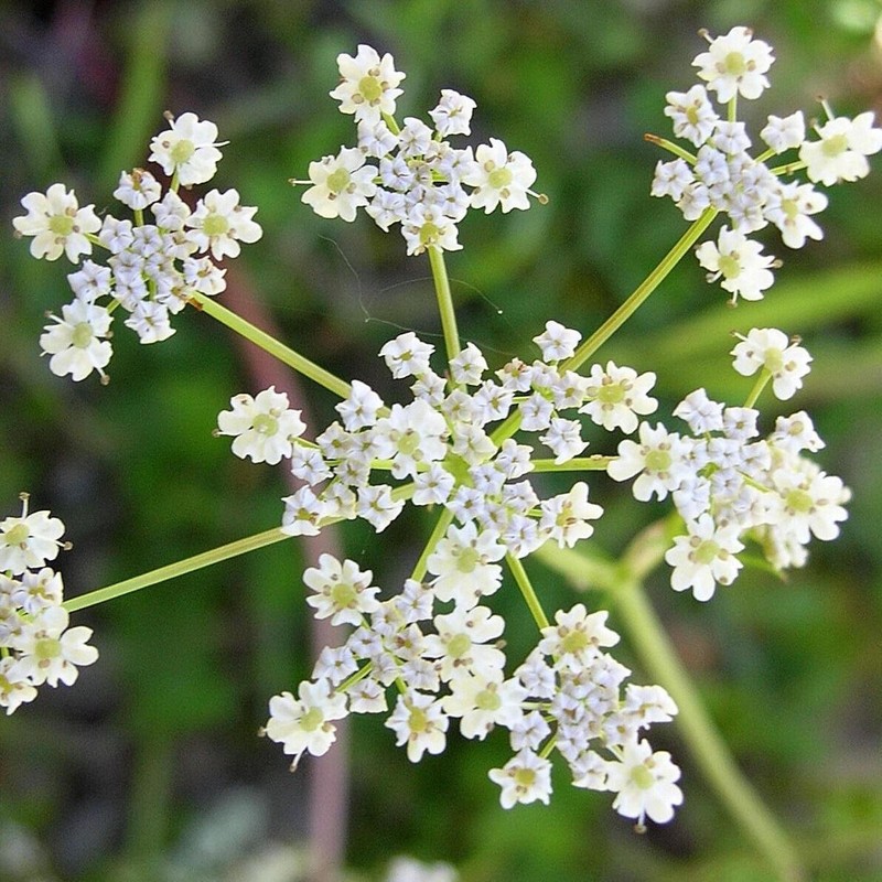 Caraway Herb Seeds, 100 Heirloom Seeds Per Packet, Non GMO