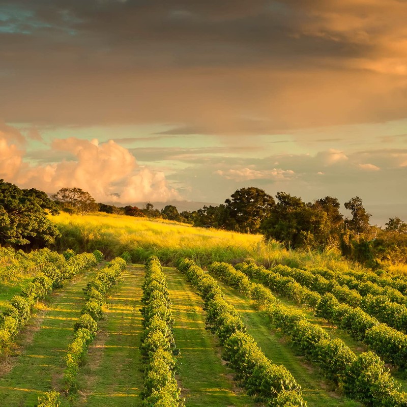 Greenwell Farms 100% Hawaiian Kona Coffee - Medium Roast, Ground,