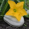 Park Seeds Winter Squash Mashed Potatos, Pack of 20 Seeds