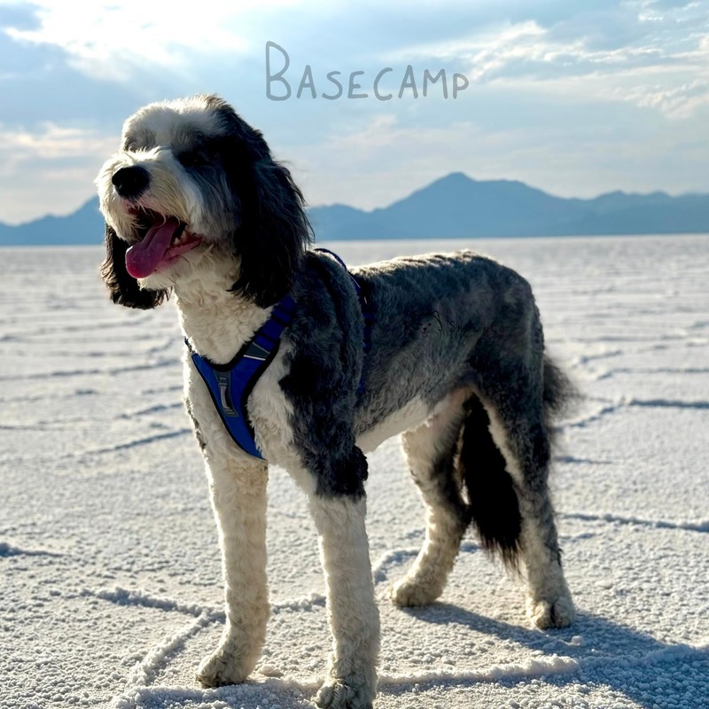 ShawnCo Basecamp Dog Harness, No-Pull Pet Vest with 3 Leash