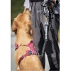Camine Force & Fear Free Bungee Attachment Dog Training Leash