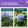Hydrangea Fertilizer for Lush Growth, Strong Stems & Vibrant Blooms,