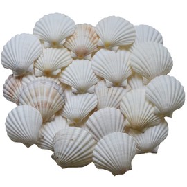 Scallop Shells for Cooking, Baking or Crafts, 2 inch to 5 inch, Natural Seashell (2 inch - 3 inch, 4)