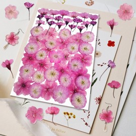 TrendCart 51 Pcs Cherry Blossoms Dried Pressed Flowers for Crafts,Real Nature Dry Flower Bulk for Resin Jewelry Making Candle Making Frame Decoration Art Floral Decors