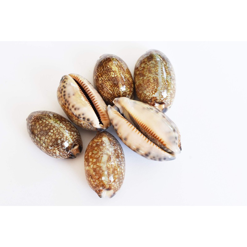 6 Beautiful Arabian Cowrie Shells (Cypraea Arabica) About 2" Beach