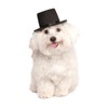 Rubies Costume Co Top Hat for Your Pet, Medium/Large