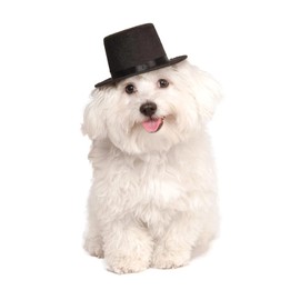 Rubies Costume Co Top Hat for Your Pet, Medium/Large
