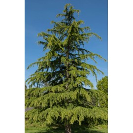 Scenic Hill Farm Deodar Cedar, Live Potted Tree 15-24 Inches tall, graceful, pendulous branches