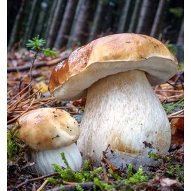 RAISE ME UP: Porcini Mushrooms Spores Non GMO Heirloom 100 Seeds