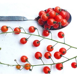 20+ Worlds Smallest Spoon Currant Tomato Seeds, Early, Heirloom Non-GMO, Rare, Early, Vigorous, Sweet, Determinate, Open-Pollinated, Delicious, from USA