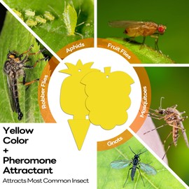 Mosalogic Fruit Fly Trap for Indoor 60 Pack Fungus Gnat Traps for House Use Yellow Sticky Bug Trapper for Plant