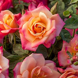 Heirloom Roses Rose Plant - Polynesian Punch™ Multi Rose Bush, Floribunda Live Plant for Planting Outdoors