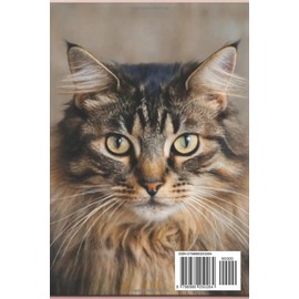  Cat Parenting Handbook: How to raise your kitten the right way