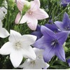 CEMEHA SEEDS - Canterbury Bells Mix Cup and Saucer Giant