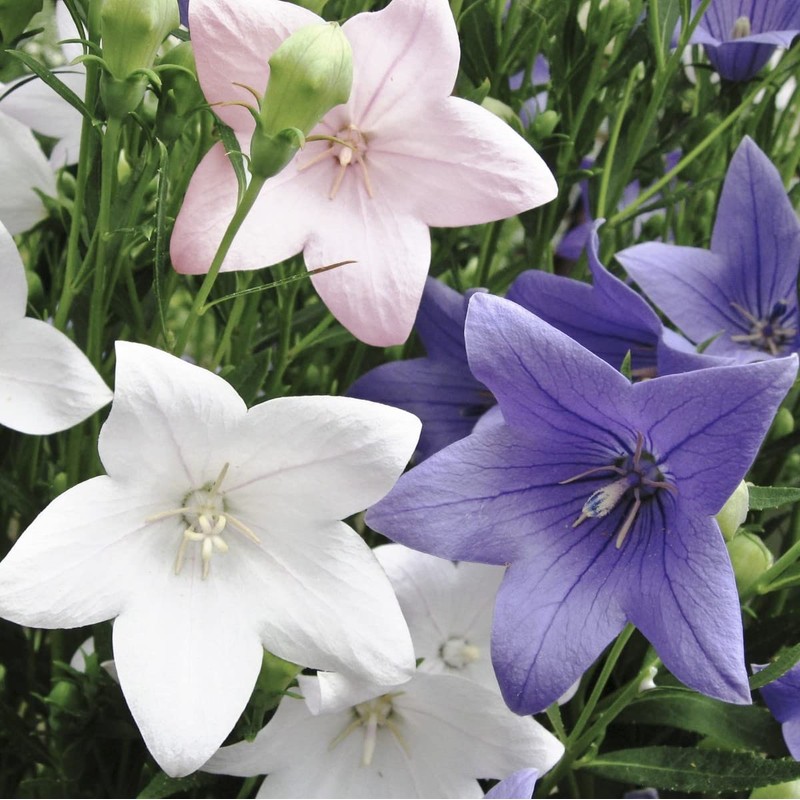 CEMEHA SEEDS - Canterbury Bells Mix Cup and Saucer Giant