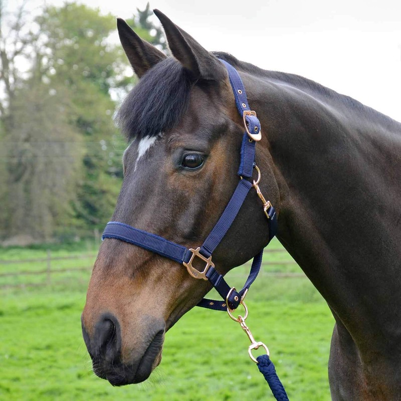 Y-H HY Rose Gold Lead Rope & Head Collar Full