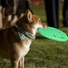 HONGEZEY Glow-in-The-Dark Dog Flying Discs, Interactive Dog Flyer Toys, Soft