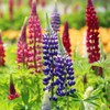 22Day Seeds: Seeds Lupin Giant Mix/Perennial Flowers