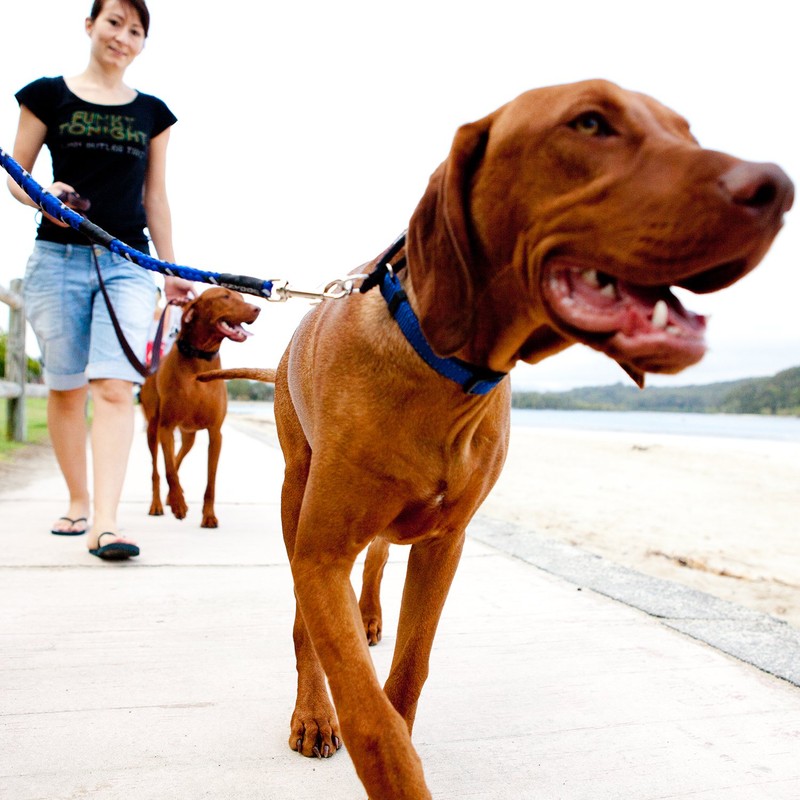 EzyDog Standard 24-Inch Rope Dog Leash Extension - Reflective Trim