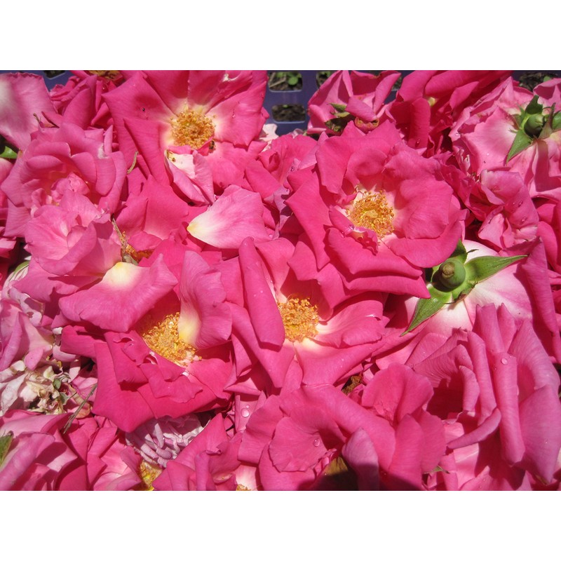 amanakura Rose & Rose Blend 100ml