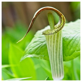 Everwilde Farms - 1 Oz Jack-in-The-Pulpit Native Wildflower Seeds - Gold Vault