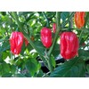 Aji Dulce Red Pepper 10+ Seeds