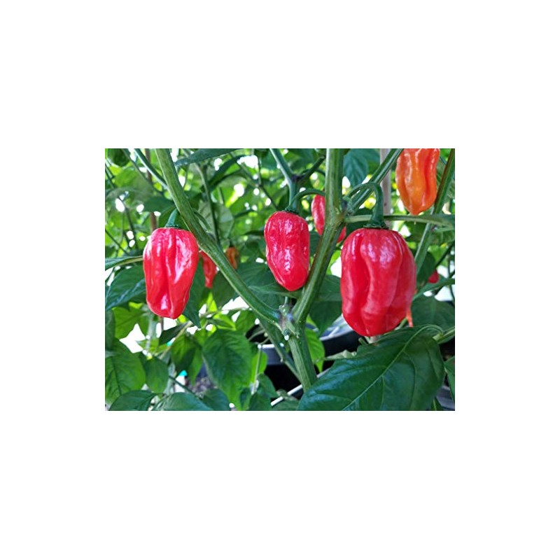 Aji Dulce Red Pepper 10+ Seeds