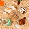 SKOOLOVE Hermit Crab Casing, Natural Sea Shell Size 5.2-7 cm,